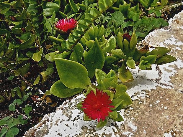 Mesembryanthemum cordifolium