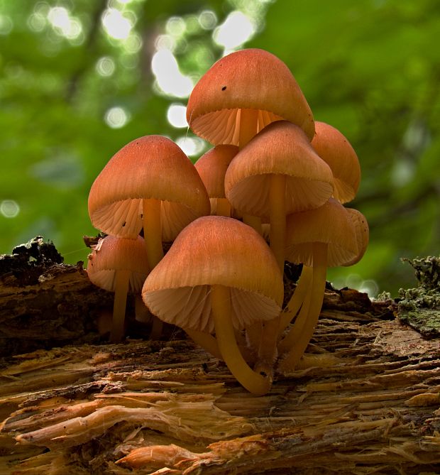 prilbička žltohlúbiková Mycena renati Quél.