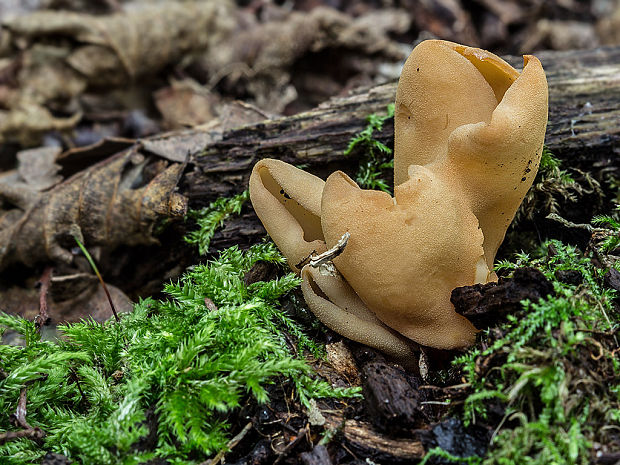 uško Otidea sp.