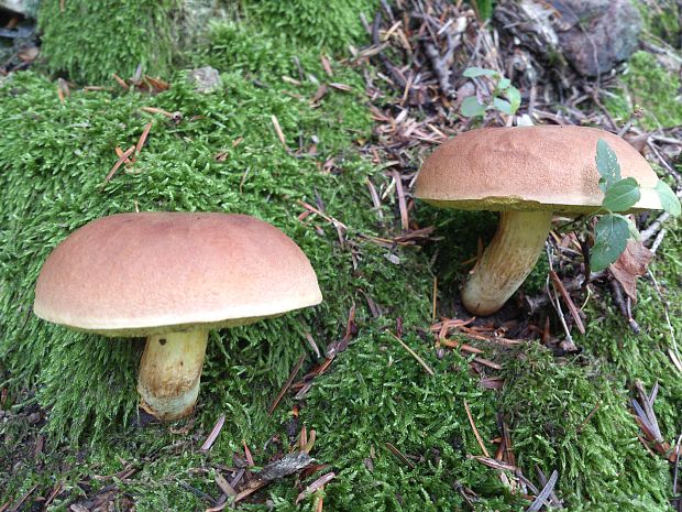 suchohríb marhuľovožltý Rheubarbariboletus armeniacus (Quél.) Vizzini, Simonini & Gelardi