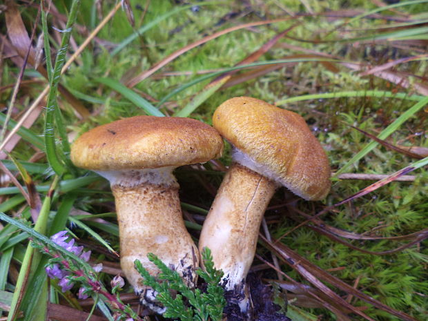 hríbovec dutohlúbikový Suillus cavipes (Opat.) A.H. Sm. & Thiers