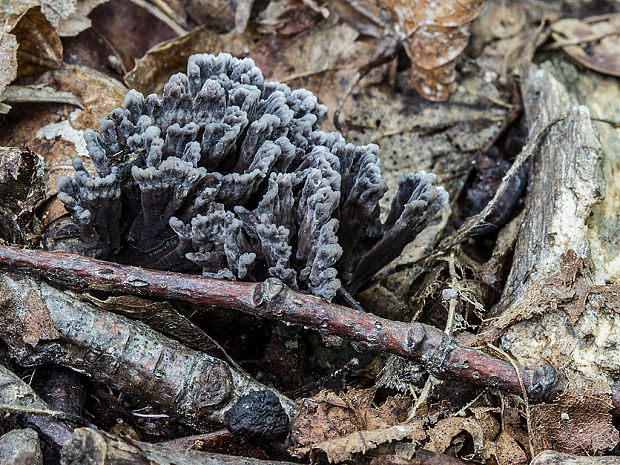 plesňovka Thelephora sp.