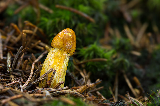 žezlovka hlavičkatá Tolypocladium capitatum (Holmsk.) Quandt, Kepler & Spatafora