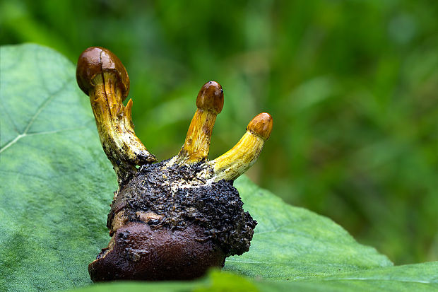 žezlovka hlavičkatá Tolypocladium capitatum (Holmsk.) Quandt, Kepler & Spatafora