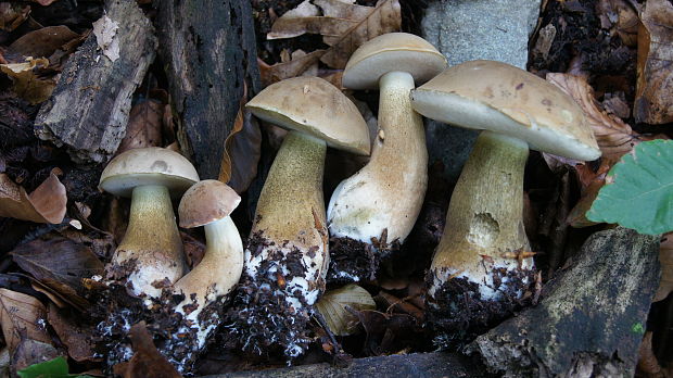 podhríb žlčový Tylopilus felleus (Bull.) P. Karst.