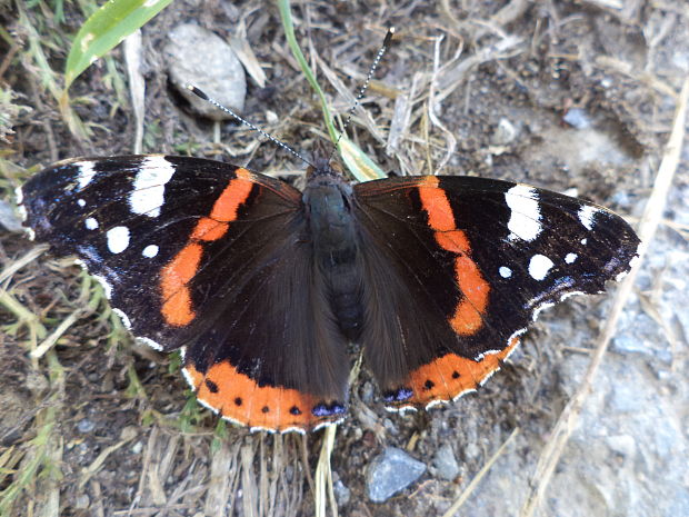 babočká admirálska Vanessa atalanta