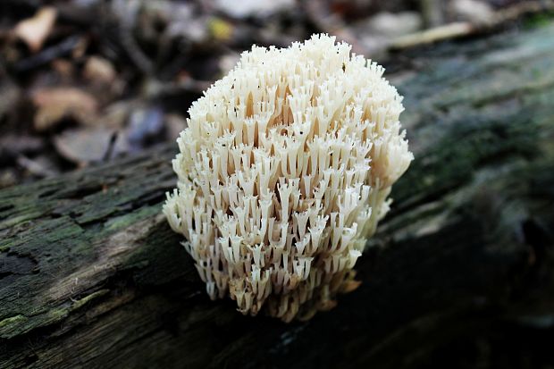 korunovec svietnikovitý Artomyces pyxidatus (Pers.) Jülich