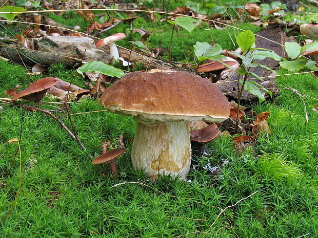 hríb smrekový Boletus edulis Bull.