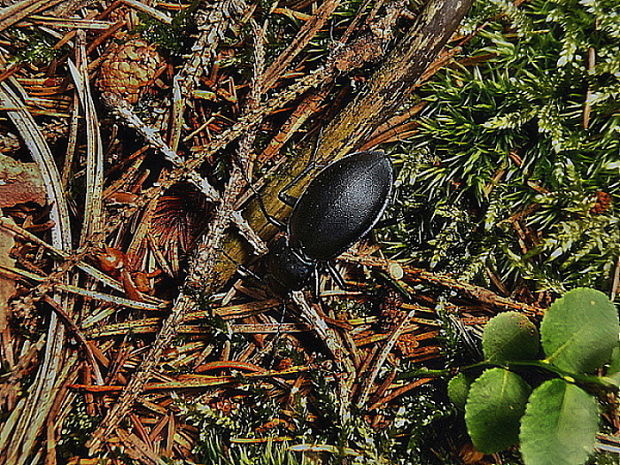 bystruška fialová Carabus violaceus Linnaeus, 1758