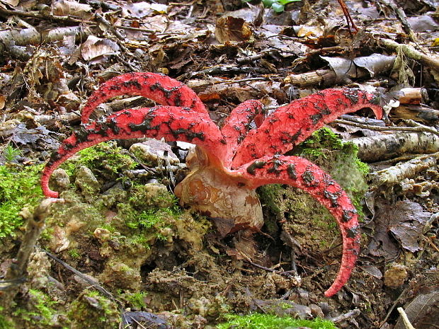 mrežovka kvetovitá Clathrus archeri (Berk.) Dring