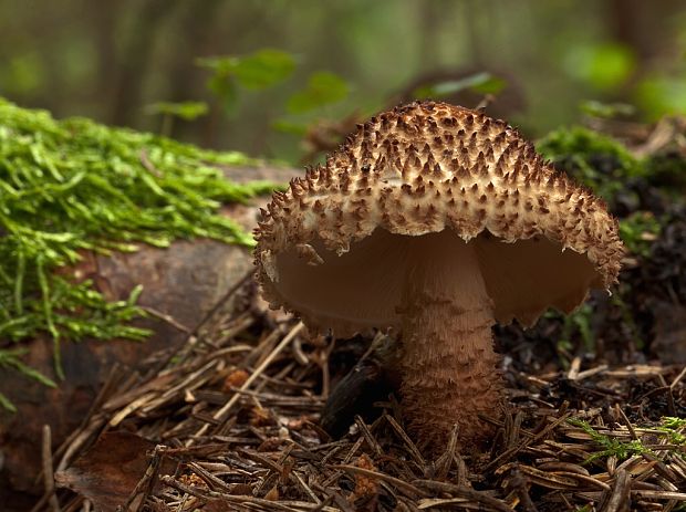 bedlička Jakobova Echinoderma jacobi (Vellinga & Knudsen) Gminder