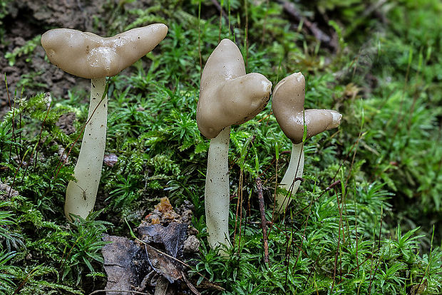 chriapač pružný Helvella elastica Bull.