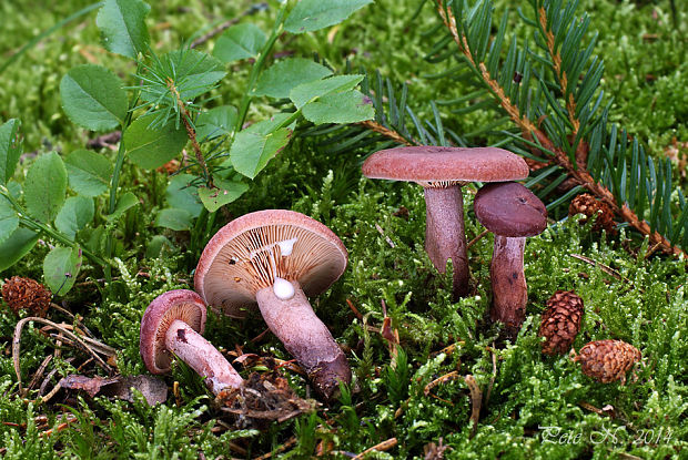 rýdzik gáfrový Lactarius camphoratus (Bull.) Fr.