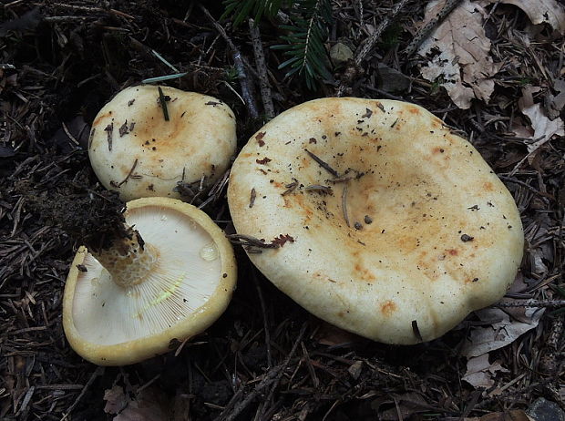 rýdzik jamkatý Lactarius intermedius (Krombh.) Berk. & Broome