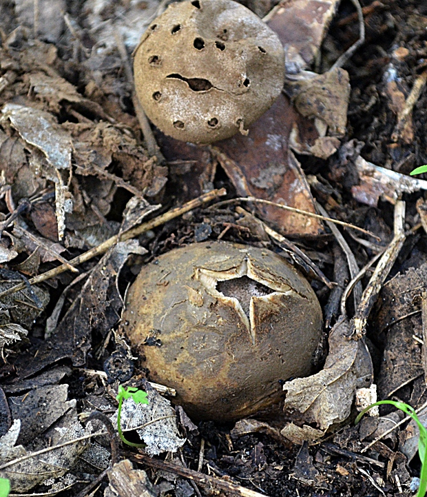 mnohokrčka dierkovaná Myriostoma coliforme (Dicks.) Corda