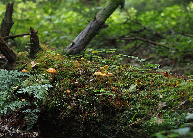 biotop - šupinovka ohnivá Pholiota flammans (Batsch) P. Kumm.