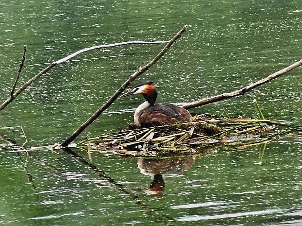 potápka chocholatá   /  potápka roháč Podiceps cristatus