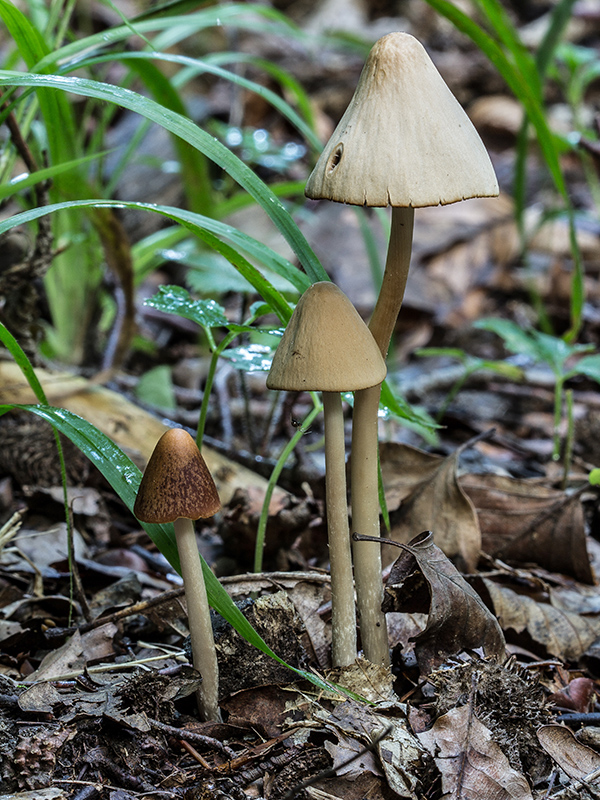 drobuľka veľká Psathyrella cf. conopilus (Fr.) A. Pearson & Dennis