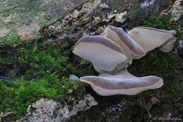 pajelenka želatínová Pseudohydnum gelatinosum (Scop.) P. Karst.