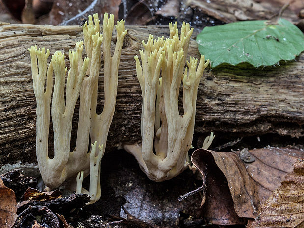 strapačka Ramaria sp.