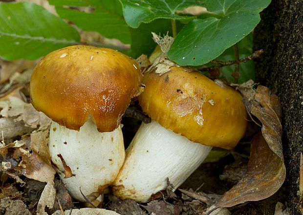 plávka smradľavá Russula foetens Pers.