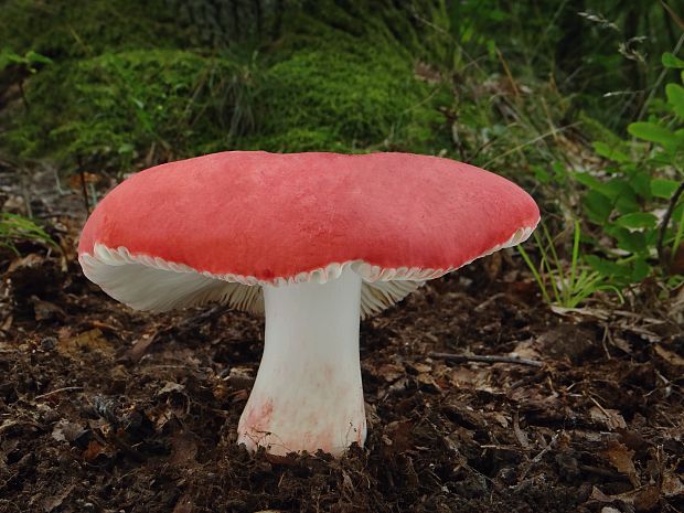 plávka úhľadná Russula rosea Pers.