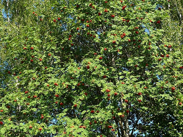 jarabina vtáčia Sorbus aucuparia L.