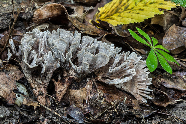 plesňovka smradľavá Thelephora palmata (Scop.) Fr.