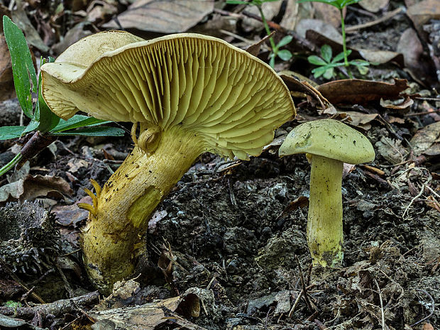 čírovka sírovožltá Tricholoma sulphureum (Bull.) P. Kumm.