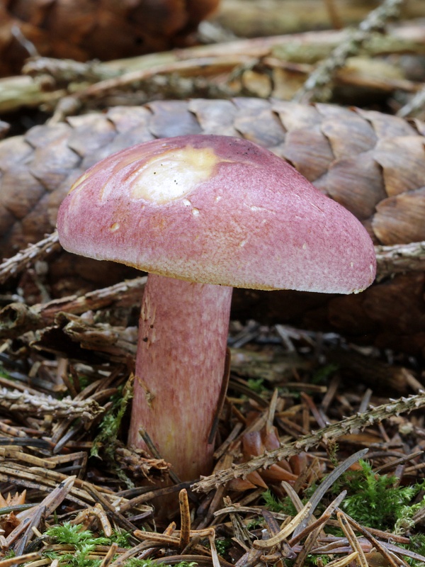 čírovec červenožltý Tricholomopsis rutilans (Schaeff.) Singer