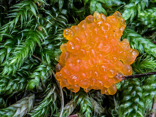 jahodník sasankovitý Tubifera ferruginosa (Batsch) J.F. Gmel.