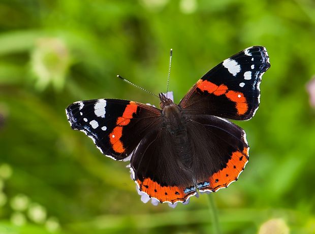 babôčka admirálska Vanessa atalanta