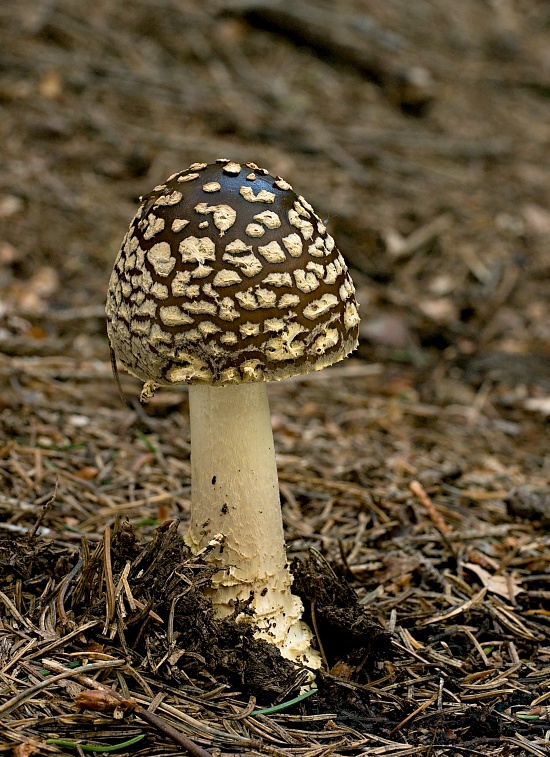 muchotrávka kráľovská Amanita regalis (Fr.) Michael