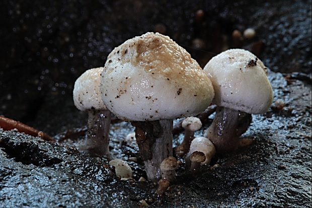 príživnica prášnicovitá Asterophora lycoperdoides (Bull.) Ditmar