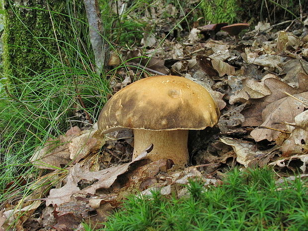 hríb bronzový Boletus aereus Bull. ex Fr.