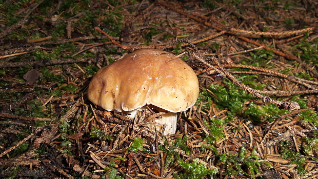 hríb smrekový Boletus edulis Bull.