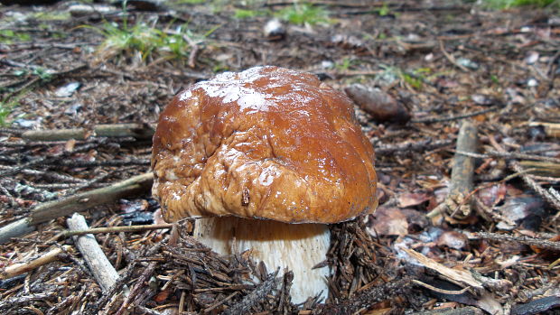 hríb smrekový Boletus edulis Bull.