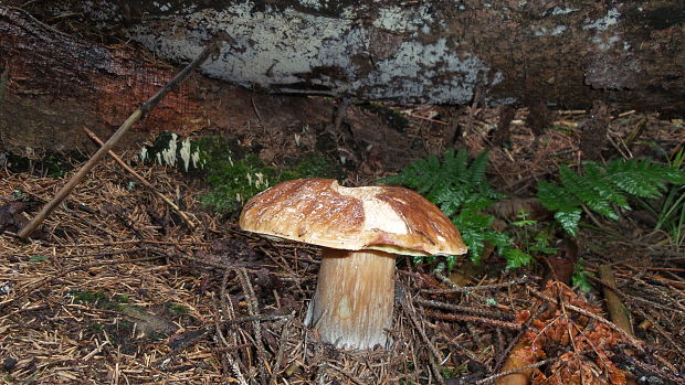 hríb smrekový Boletus edulis Bull.