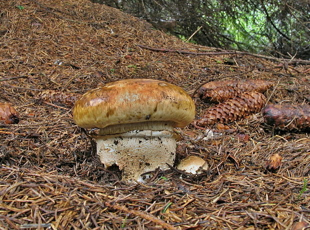 náramkovka cisárska Catathelasma imperiale (P. Karst.) Singer