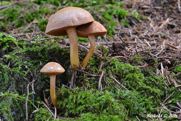 meďovec korenistý Chalciporus piperatus (Bull.) Bataille