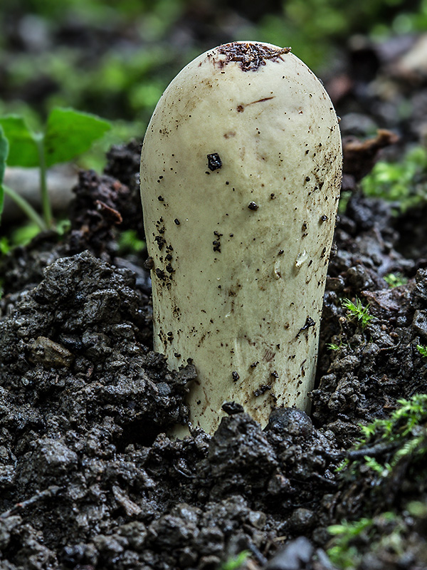 kyjak obrovský Clavariadelphus pistillaris (Fr.) Donk