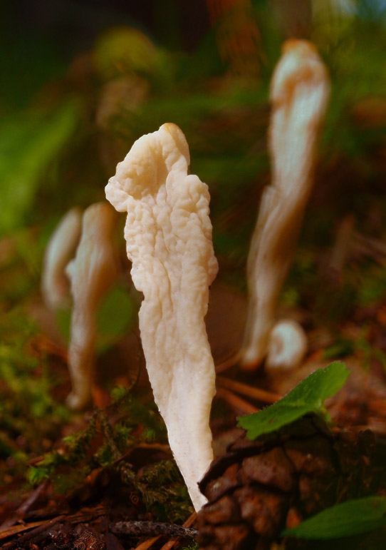 konárovka vráskavá Clavulina rugosa (Bull.) J. Schröt.