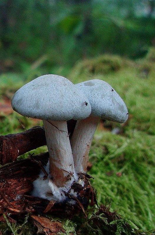 strmuľka anízová Clitocybe odora (Bull.) P. Kumm.