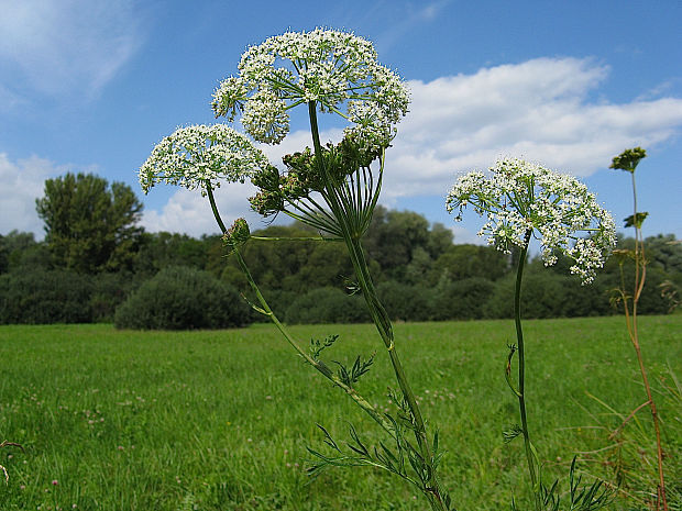 pálčivka žilkatá Cnidium dubium (Schkuhr) Thell.