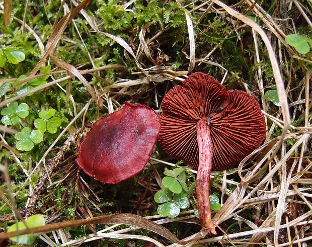 pavučinovec krvavý Cortinarius sanguineus (Wulfen) Fr.