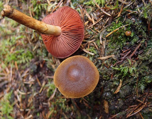 pavučinovec krvavolupeňový Cortinarius semisanguineus (Fr.) Gillet