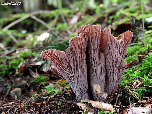 lievikovec kyjakovitý Gomphus clavatus (Pers.) Gray