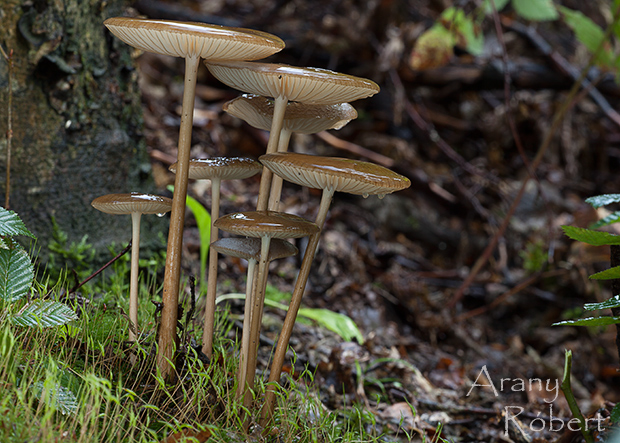 sliznačka koreňujúca Hymenopellis radicata (Relhan) R.H. Petersen