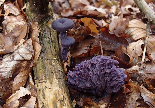 lakovka ametystová Laccaria amethystina (Huds.) Cooke