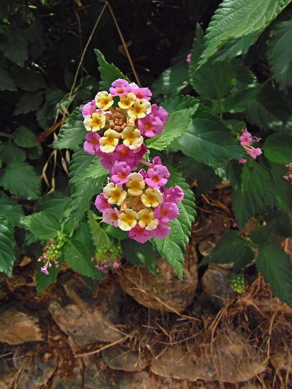 lantana menlivá Lantana camara L.